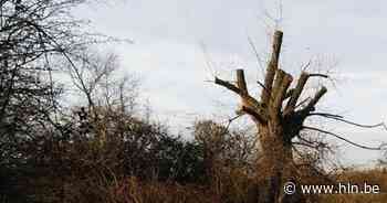 Stad roept inwoners op bomen te nomineren | Mechelen | hln.be - Het Laatste Nieuws