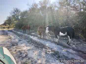 Caballos sueltos en Fortín Olmos - INFO VERA