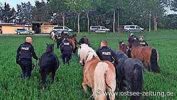 Stralsund: Polizei fängt zwölf entlaufene Pferde ein - Ostsee Zeitung