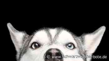 Huskys von Dobel: Todesursache der zwölf Tiere steht endlich fest