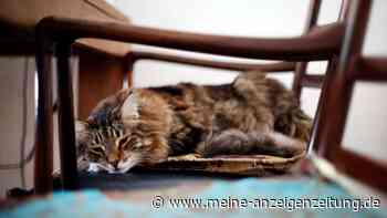 Diese Bedürfnisse haben Katzen im Alter