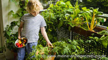 Reifes Obst und Gemüse erkennen: Auf Farbe, Geruch und Geräusch achten