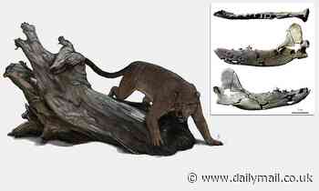 Fossilised lower jaw of a previously unknown prehistoric BEAR DOG is unearthed in France 