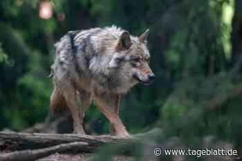 Wolf in niedersächsisches Jagdgesetz aufgenommen - Landkreis Stade - Tageblatt-online