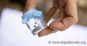 SEO: Tick-related meat allergy on the rise in Missouri - St. Louis Public Radio