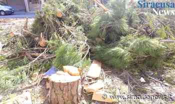 Siracusa, il Comune abbatte 40 pini in via Giarre ed è polemica: parola a chi vive tutti i giorni il mercato rionale - Siracusa News