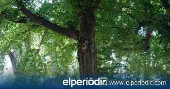 El Ayuntamiento de Segorbe concluye con éxito el tratamiento de 6 olmos de la Glorieta - elperiodic.com