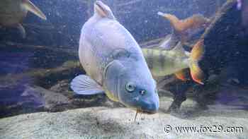 Cosmic carp: Pennsylvania man catches record fish in West Virginia lake - FOX 29 Philadelphia