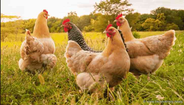 CRISPR Fried Chicken: Genetically Engineered Hens Made to Kill Their Male Chicks