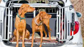 Nicht immer muss ein Auto groß sein für den Tier-Transport