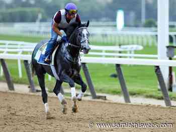 Last Minute Belmont Stakes Odds, News, and Storylines - Sarnia and Lambton County This Week