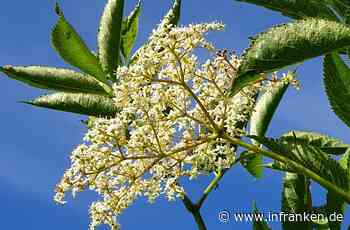 3. Teil Aromatischer Blütenzauber