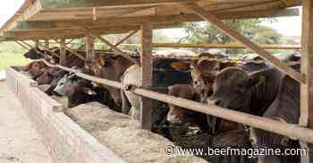Feeder cattle lot size