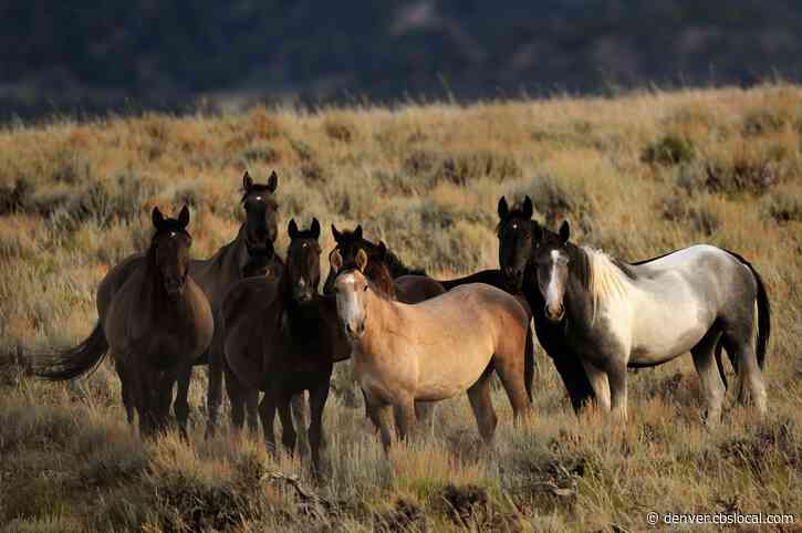 Bureau of Land Management Moves Up Wild Horse Roundup In Colorado