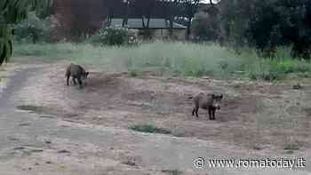 Peste suina, il piano di abbattimenti fa infuriare gli animalisti