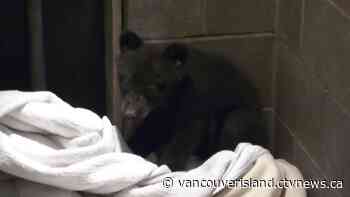 'It was just scared': Baby bear sent to rescue centre after wandering into B.C. home