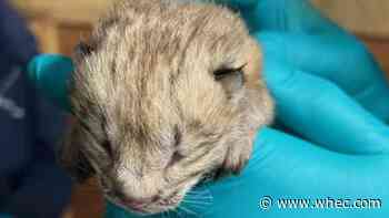 Seneca Park Zoo welcomes its first successful Canada lynx litter