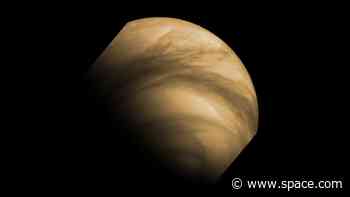 Missing microbial poop in Venus' clouds suggests the planet has no life