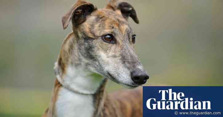 Racing greyhounds are well looked after | Letter