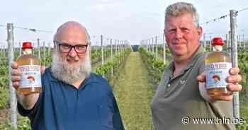 Iedereen zaterdagavond welkom op de wijngaardzegening op Wijndomein Ravenstein - Het Laatste Nieuws