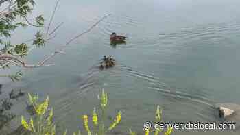 Baby Ducklings Reunited With Mama After Rescue From Storm Drain
