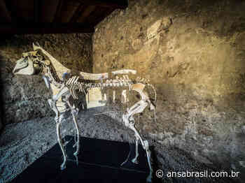 Pompeia reabre Casa de Ceres ao público e apresenta esqueleto de cavalo - Variedades - ANSA Brasil