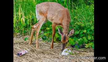 Fall River man organizing group to clean up garbage in area near city park - Fall River Reporter