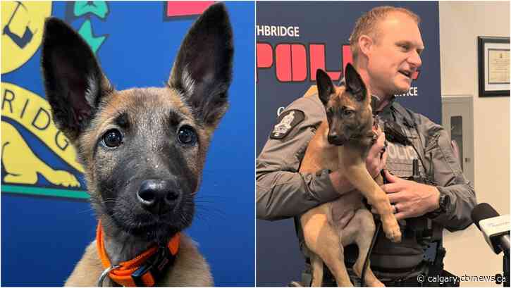 Name the puppy: Lethbridge police hold contest for newest K9 member