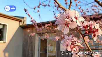 Musikschule in Bad Belzig wird zum Klanghaus - Märkische Allgemeine Zeitung