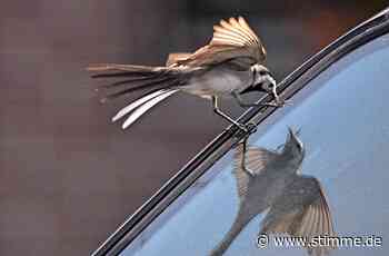 Naturphanömen in Weinsberg: Vögel attackieren Autos und Fenster - Heilbronner Stimme