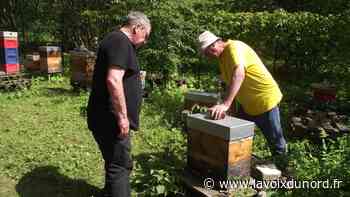 Saint-Amand-les-Eaux: l'abeille noire, vedette de la journée portes ouvertes au jardin des Hamaïdes - La Voix du Nord