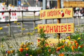 naturgebloggt-Autor schlägt Alarm: Verwahrlosen die Blühwiesen in Chemnitz? - TAG24
