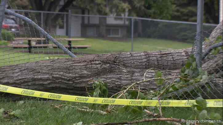 Consecutive days of damaging wind in Calgary keep city crews busy