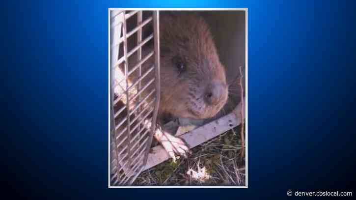 Destructive Beaver Relocated To Wildlife Area Near Divide