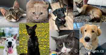 Calgary animal shelters ‘in crisis’ as all local shelters are at capacity