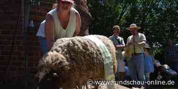 Euskirchen: 30. Wollmarkt lockt Tausende Besucher nach Kuchenheim - Kölnische Rundschau