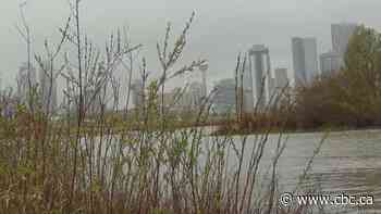 Hundreds of calls made to Calgary Fire Department as strong winds fell trees, powerlines
