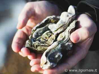 "I cinesi pescano ostriche velenose per i ristoranti": scoppia il caso a Venezia
