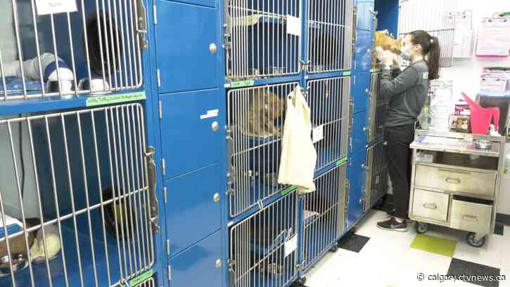City animal shelters in crisis with too many surrendered pets to look after