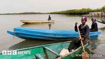 How The Gambia’s oyster farmers are being hit by climate change