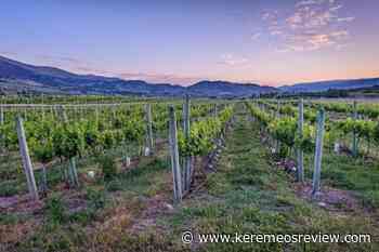 Quails' Gate Winery buys vineyard site in Oliver – Keremeos Review - Keremeos Review