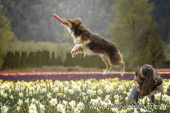 Movie star animal trainer joins local dog club – Quesnel Cariboo Observer - Quesnel - Cariboo Observer