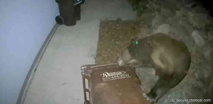 VIDEO: Bear Figures Out How To Open Bear-Proof Trashcan In Boulder