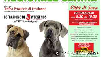 Sora, esposizione regionale canina - FrosinoneToday