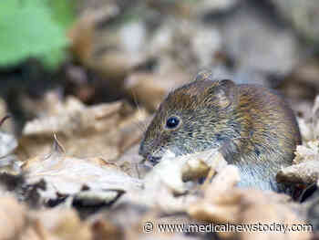 What we know about a new coronavirus spreading in voles - Medical News Today
