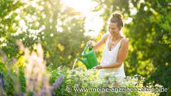 Pflanzen gießen: Dank einfacher Tipps und Tricks bleibt der Garten farbenfroh