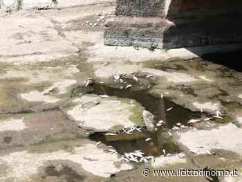 Monza, l'appello per l'acqua nel Lambro in centro - Il Cittadino di Monza e Brianza