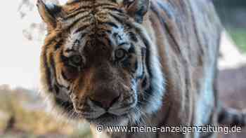 Mann stirbt nach Tigerbiss auf Privatgrundstück in Mexiko