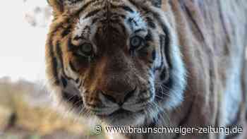 Mann stirbt nach Tigerbiss auf Privatgrundstück in Mexiko