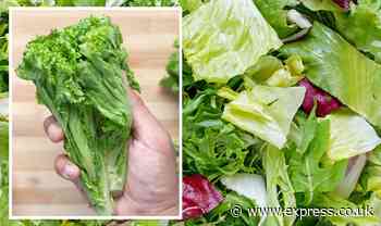 '100% works!’ Keep lettuce fresh and crispy for 3 weeks with clever food storage hack - Express